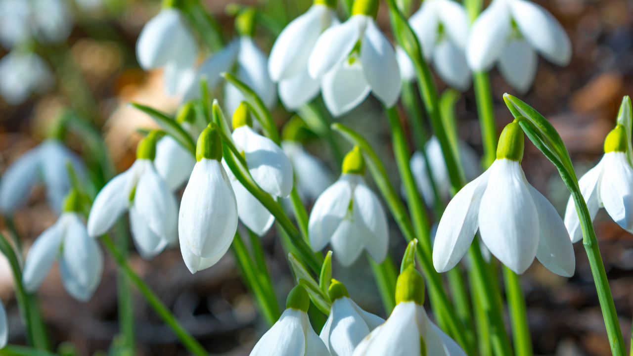 12 Fleurs du Mois de Naissance et Leur Signification ·